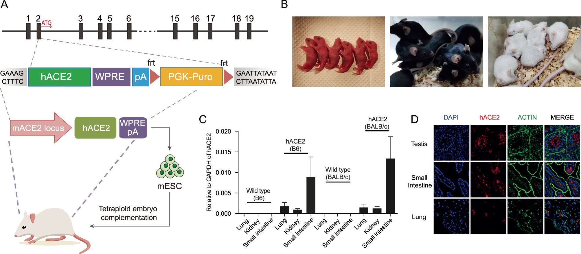 In situ precision gene editing