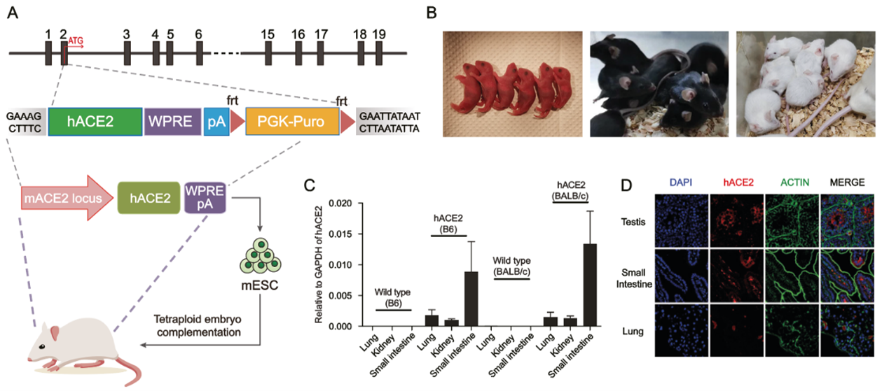 Mouse genome rewriting and tailoring of three important disease loci | Nature
