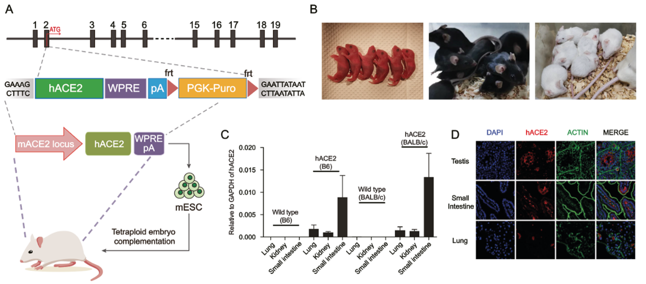 Establishment of a humanized mouse model of keloid diseases following the migration of patient immune cells to the lesion: Patient-derived keloid xenograft (PDKX) model | Experimental & Molecular Medicine