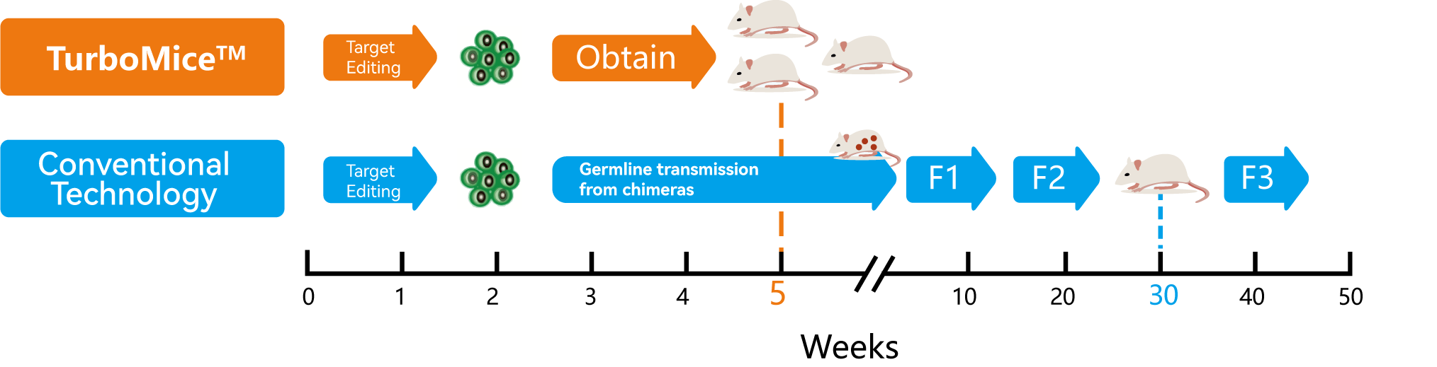Establishment of a humanized mouse model of keloid diseases following the migration of patient immune cells to the lesion: Patient-derived keloid xenograft (PDKX) model | Experimental & Molecular Medicine